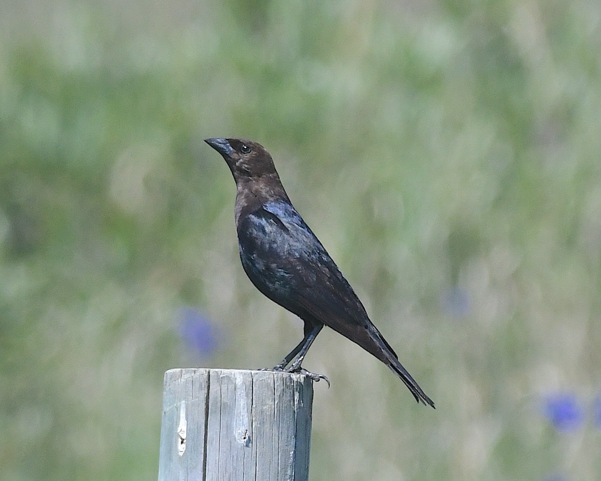 Brown-headed Cowbird - ML638346347