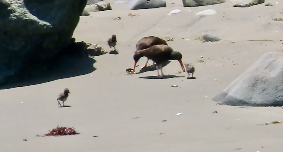 Black Oystercatcher - ML638346355