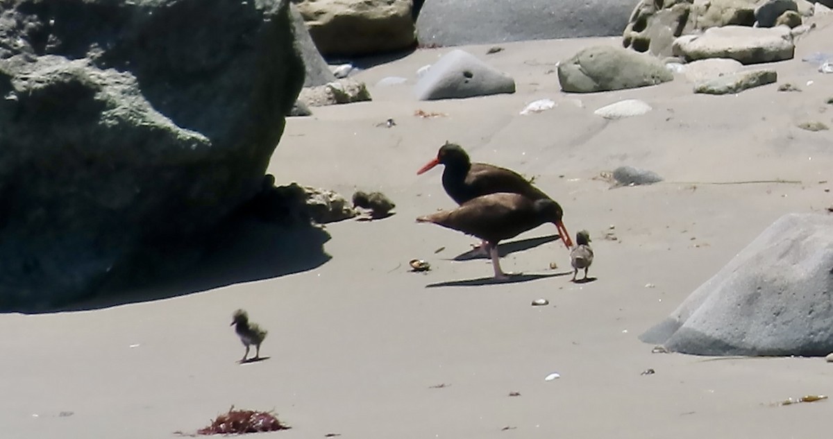 Black Oystercatcher - ML638346356