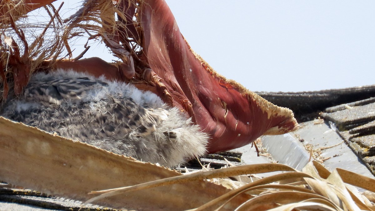 Western Gull - ML638346360