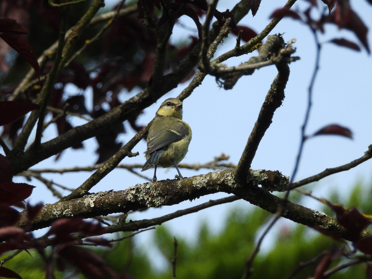 Eurasian Blue Tit - ML638346361
