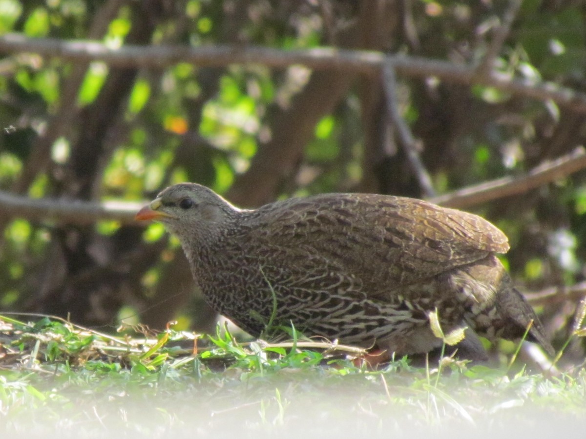 Natal Spurfowl - ML638346365