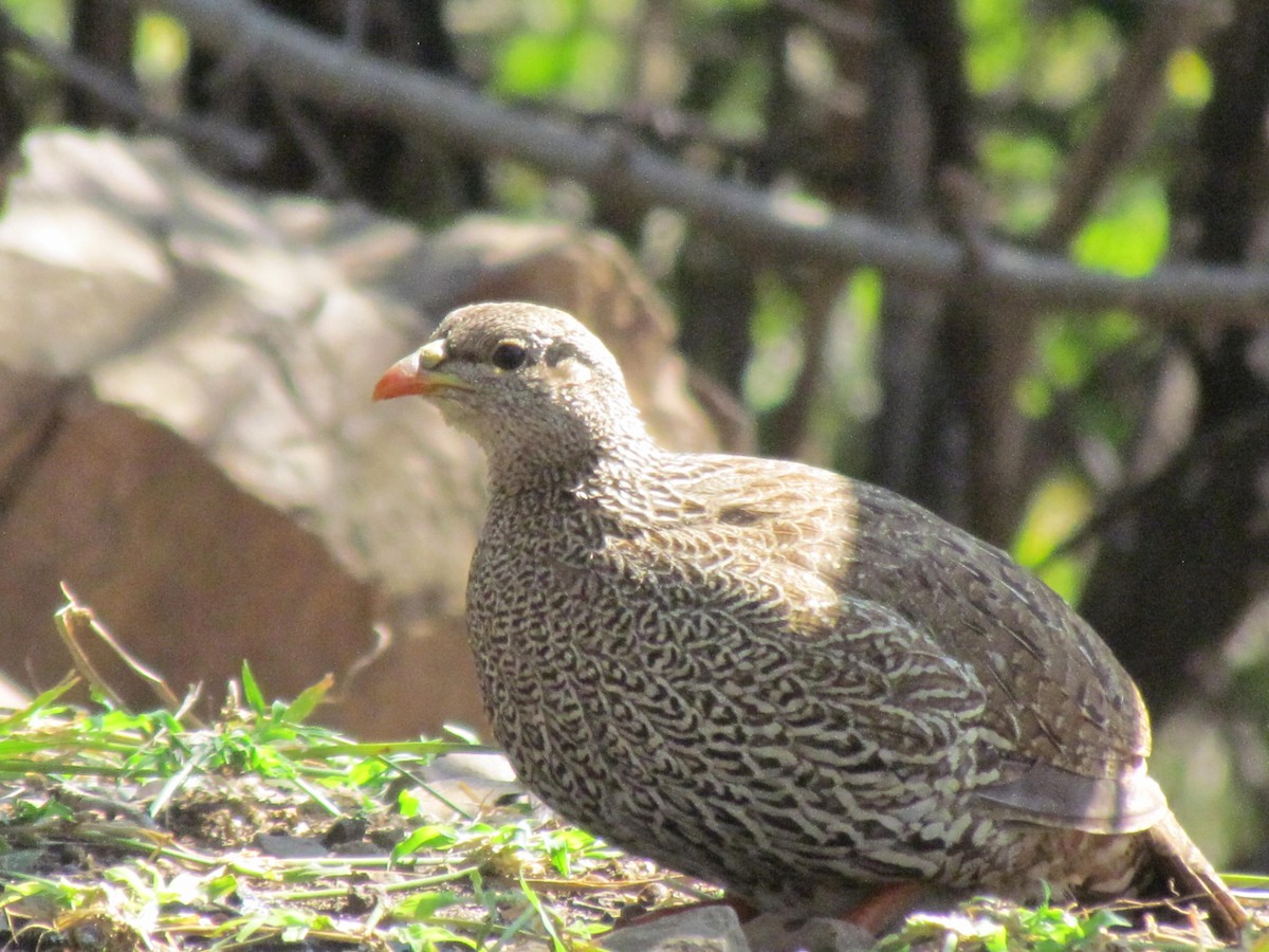 Natal Spurfowl - ML638346366