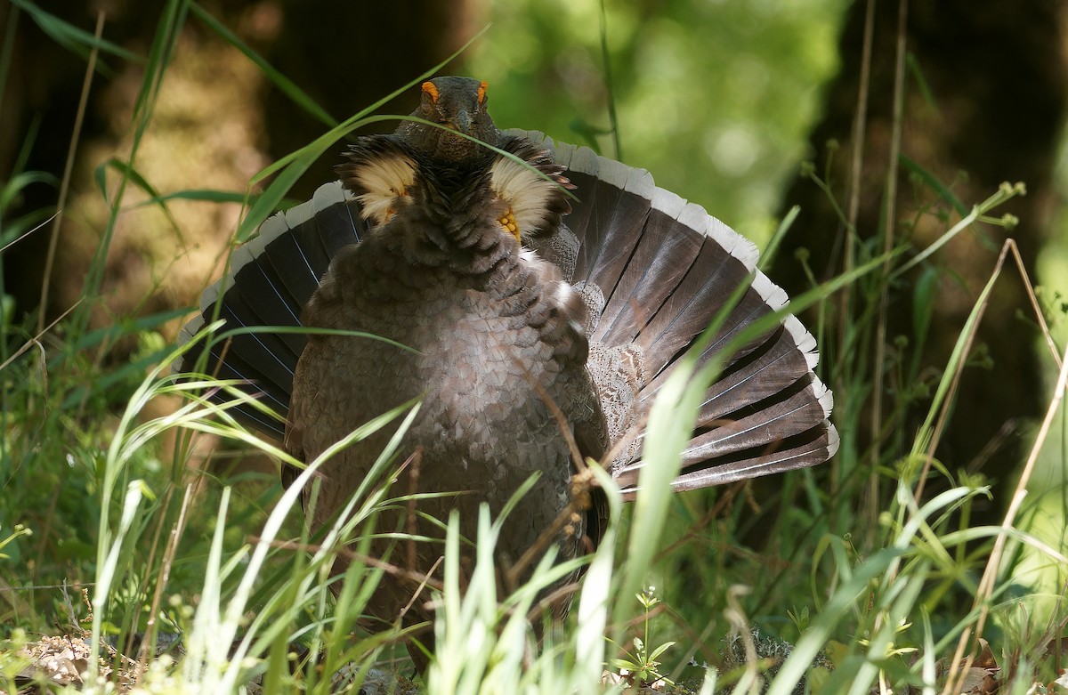 Sooty Grouse - ML638346369