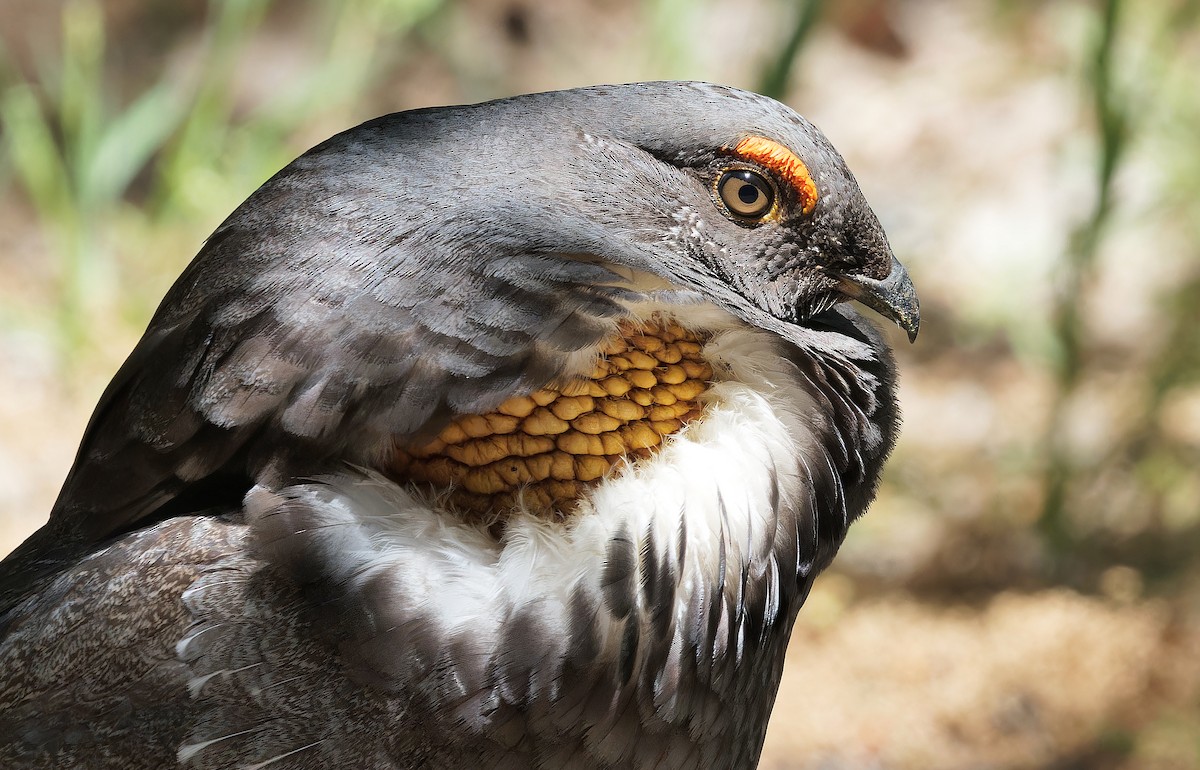Sooty Grouse - ML638346370