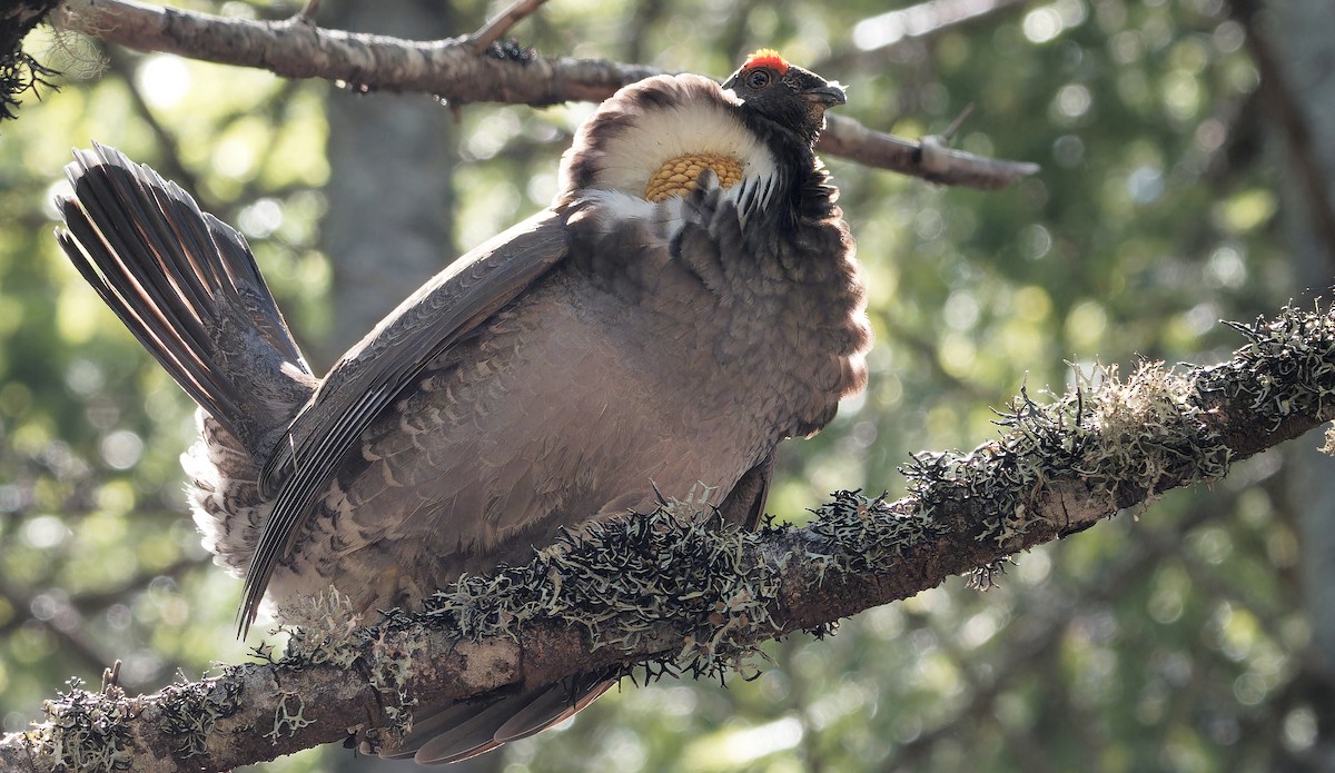 Sooty Grouse - ML638346372