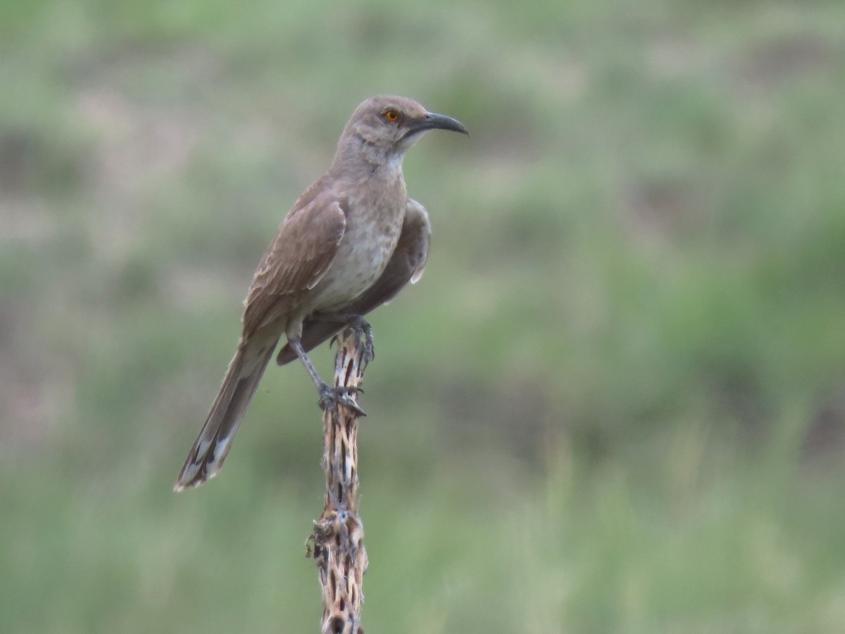 Curve-billed Thrasher - ML638346382