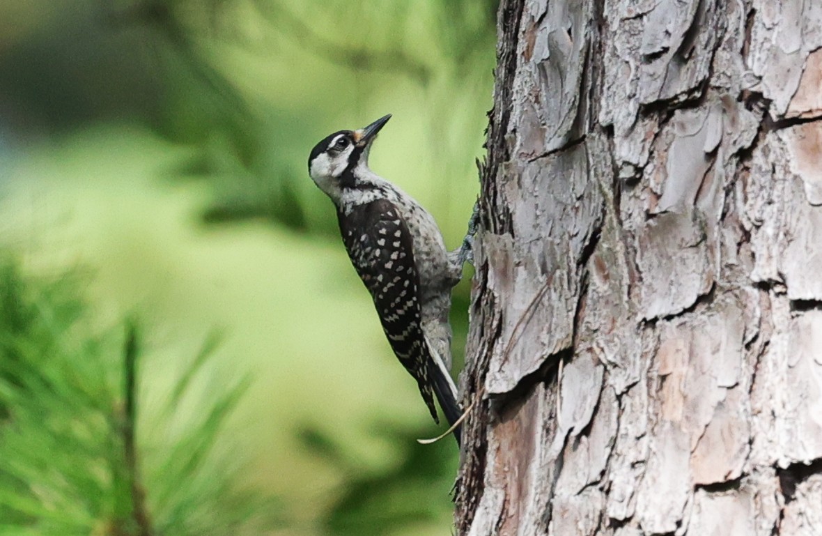 Red-cockaded Woodpecker - ML638346385