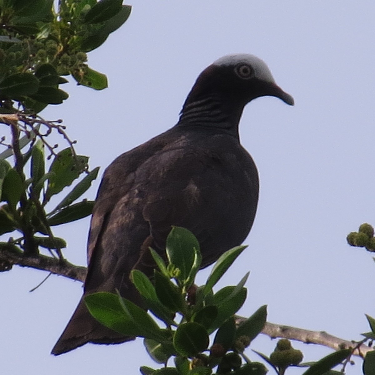 White-crowned Pigeon - Donald Fraser