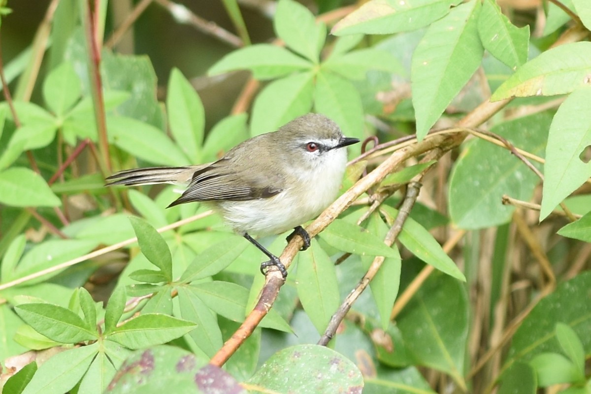 brungerygone - ML638346431