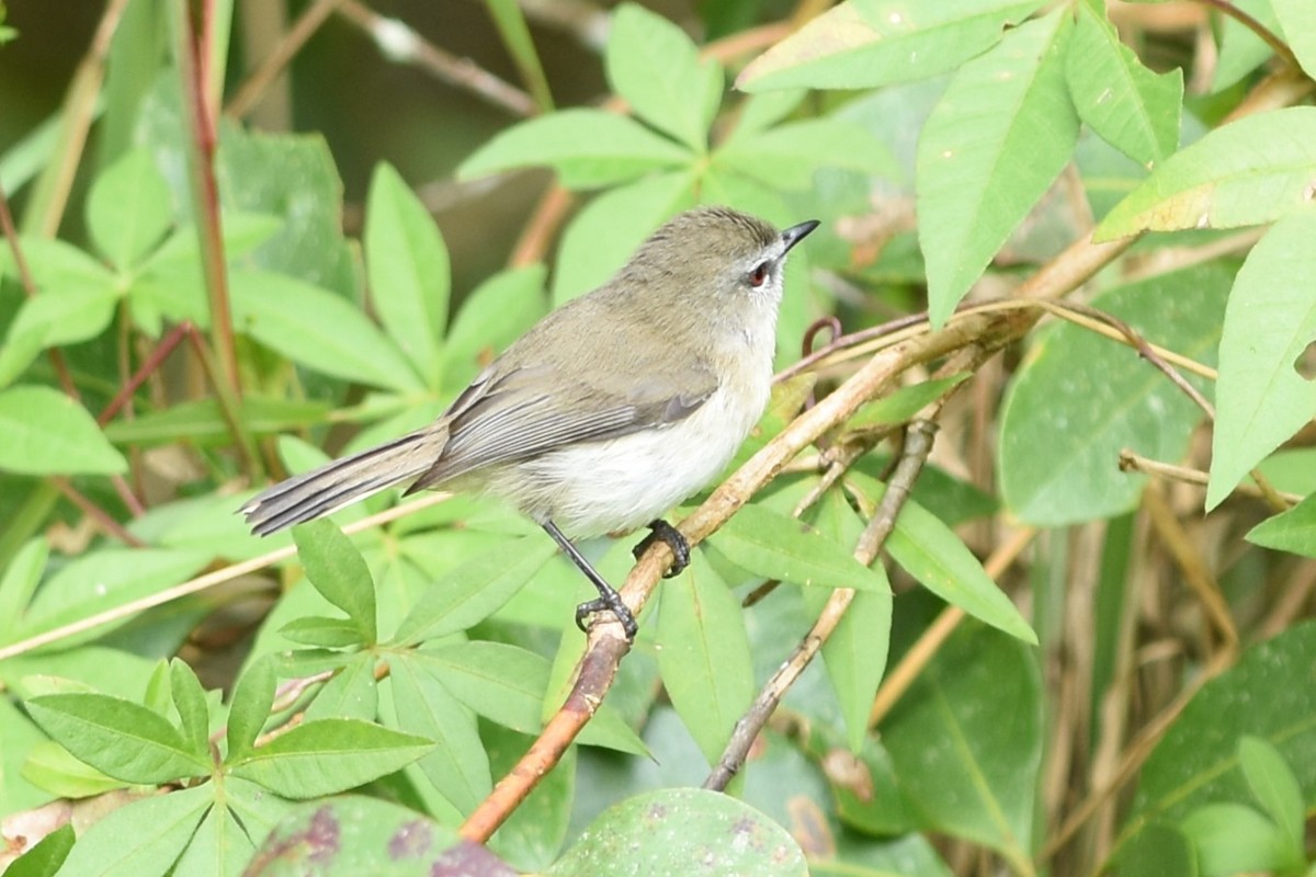 brungerygone - ML638346436