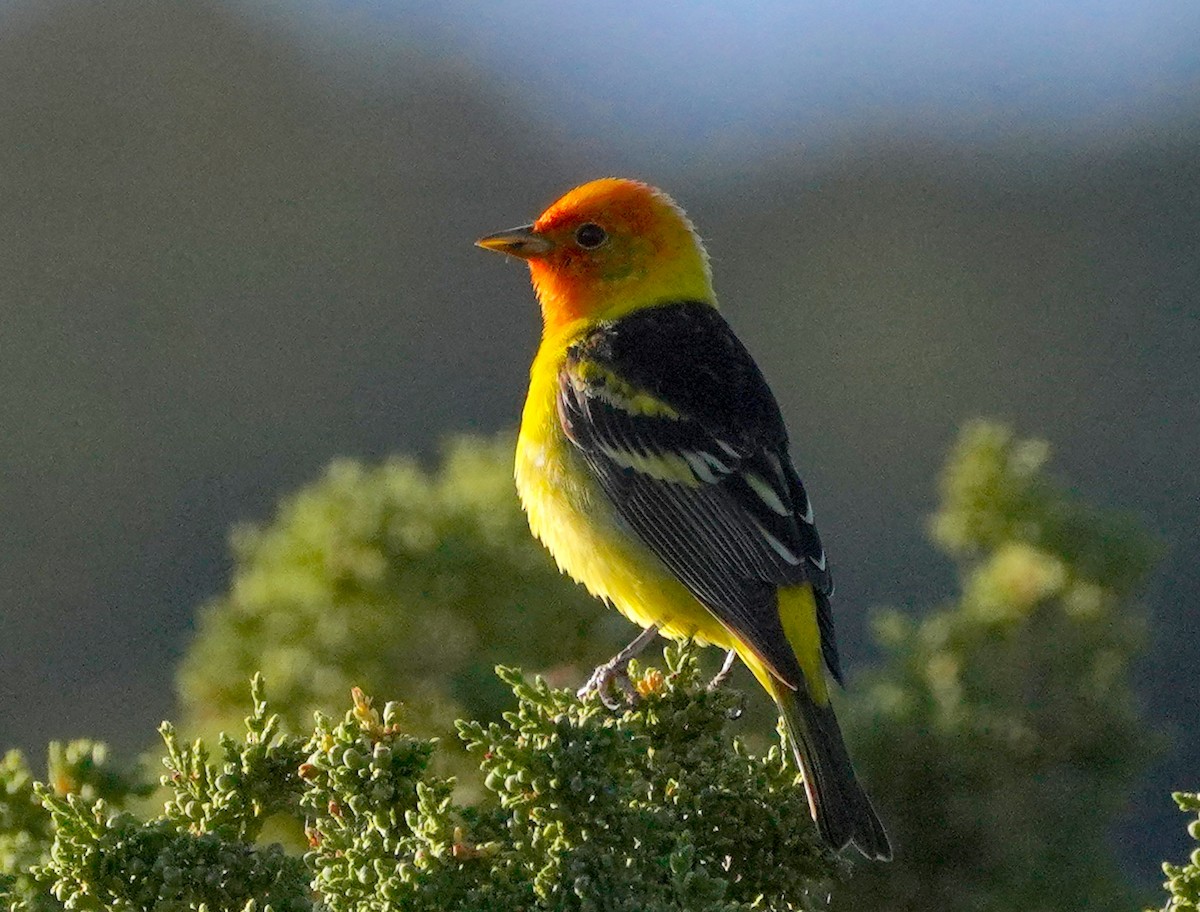 Western Tanager - ML638346460