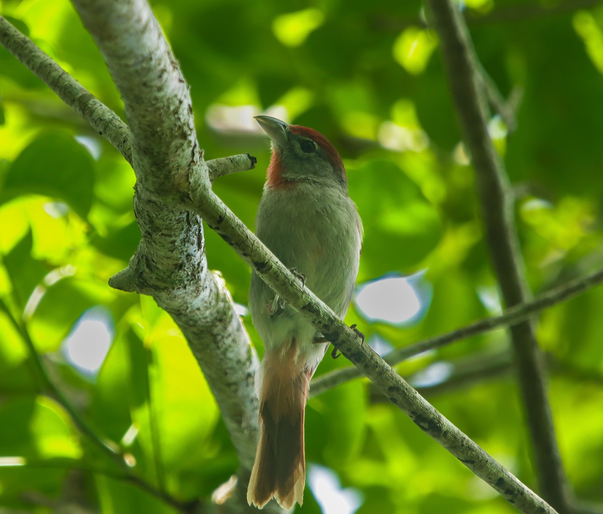 Rose-throated Tanager - ML638346461