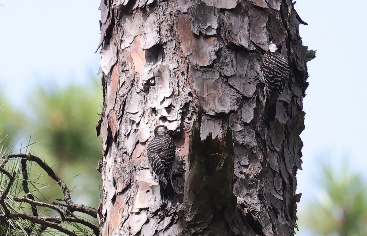 Red-cockaded Woodpecker - ML638346464
