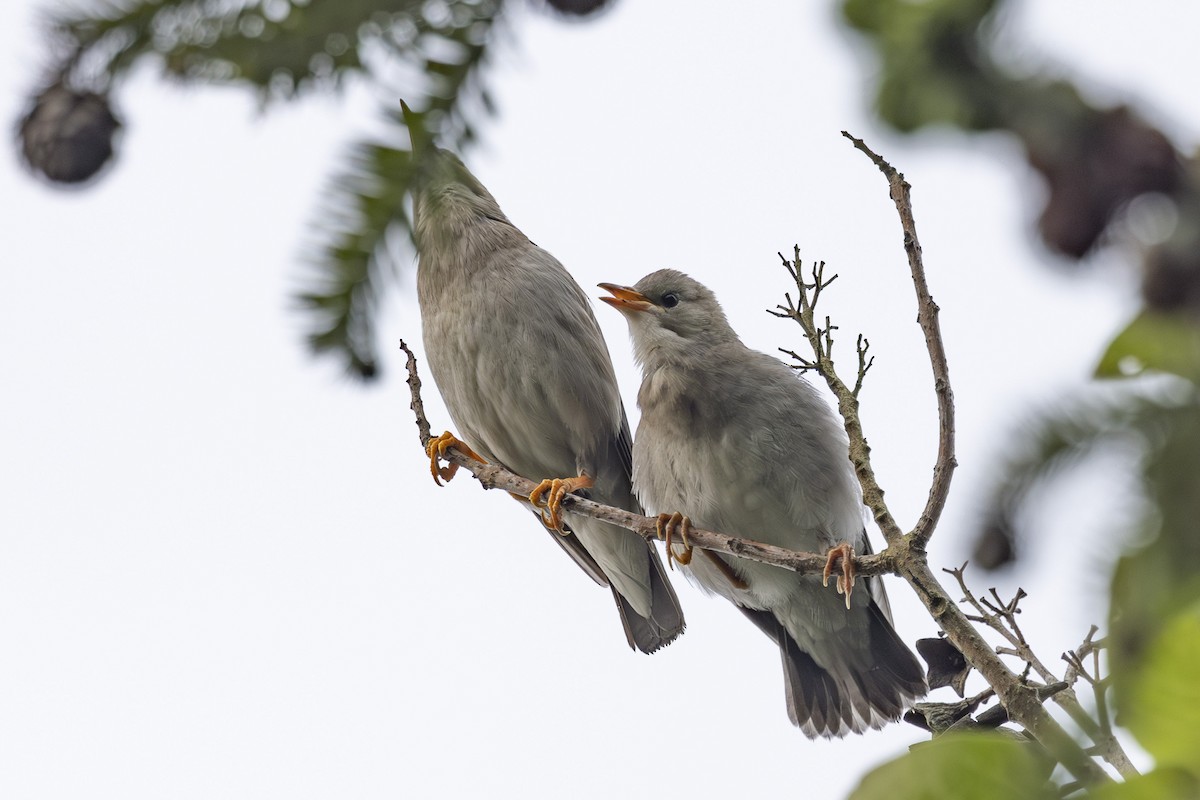 Red-billed Starling - ML638346473