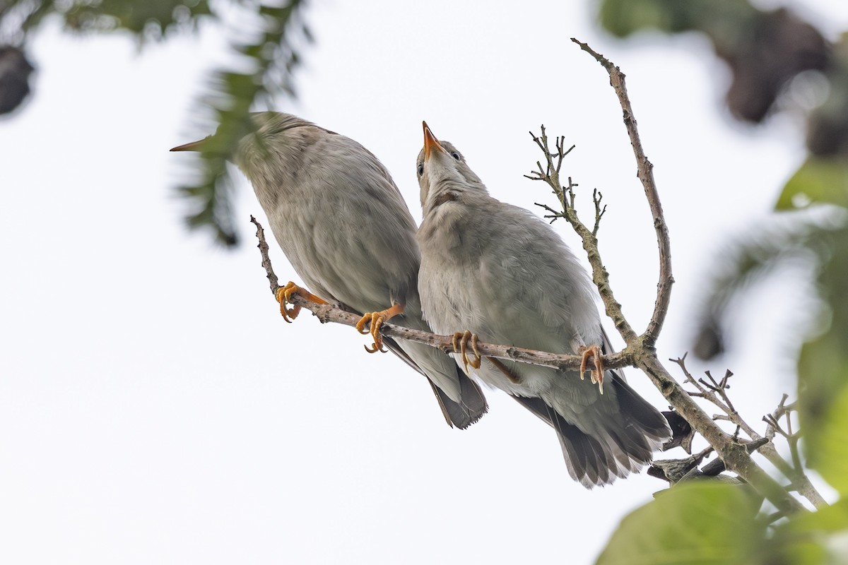 Red-billed Starling - ML638346474