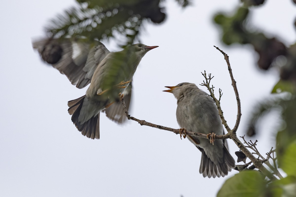 Red-billed Starling - ML638346477