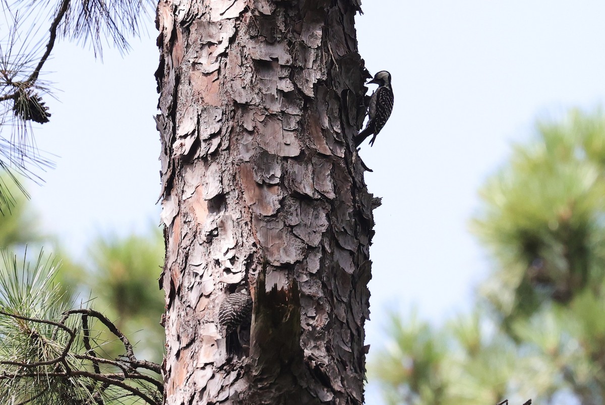 Red-cockaded Woodpecker - ML638346481
