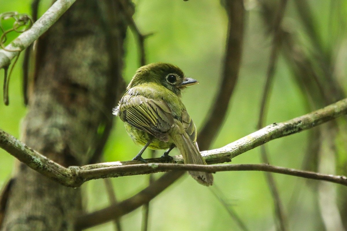 Eye-ringed Flatbill - ML638346488