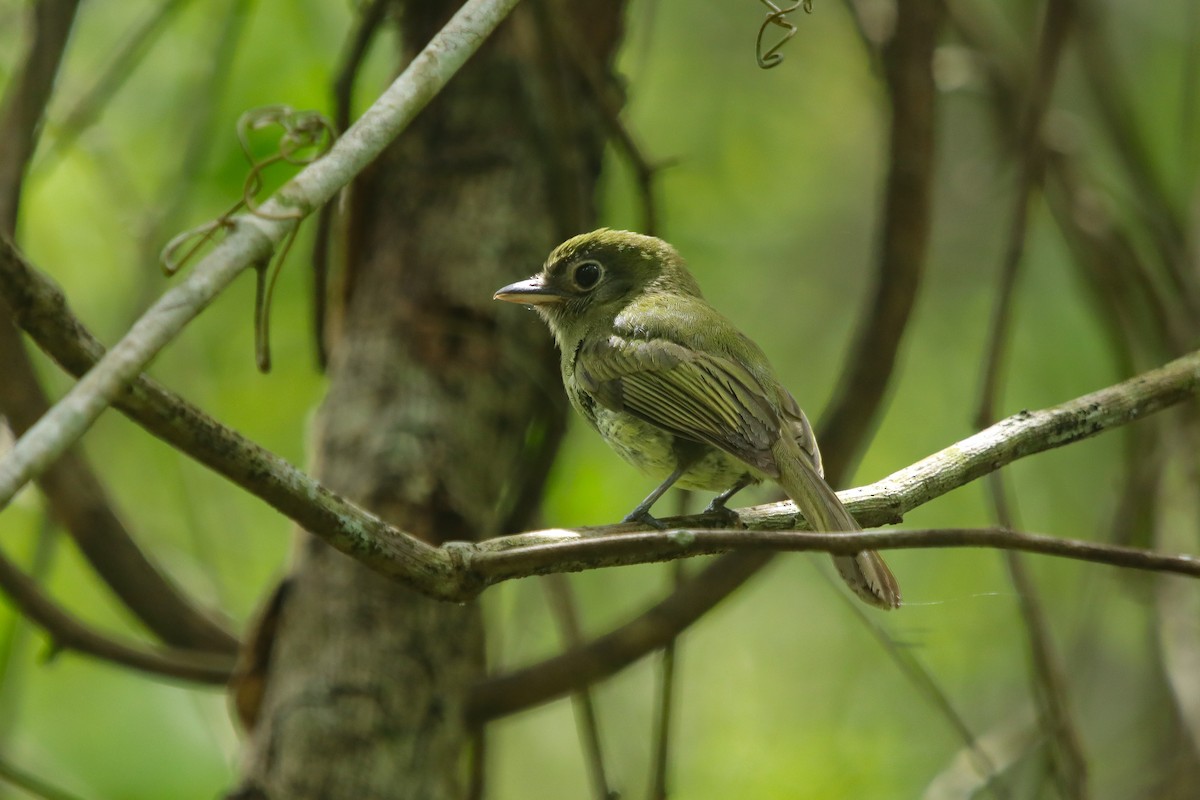 Eye-ringed Flatbill - ML638346490