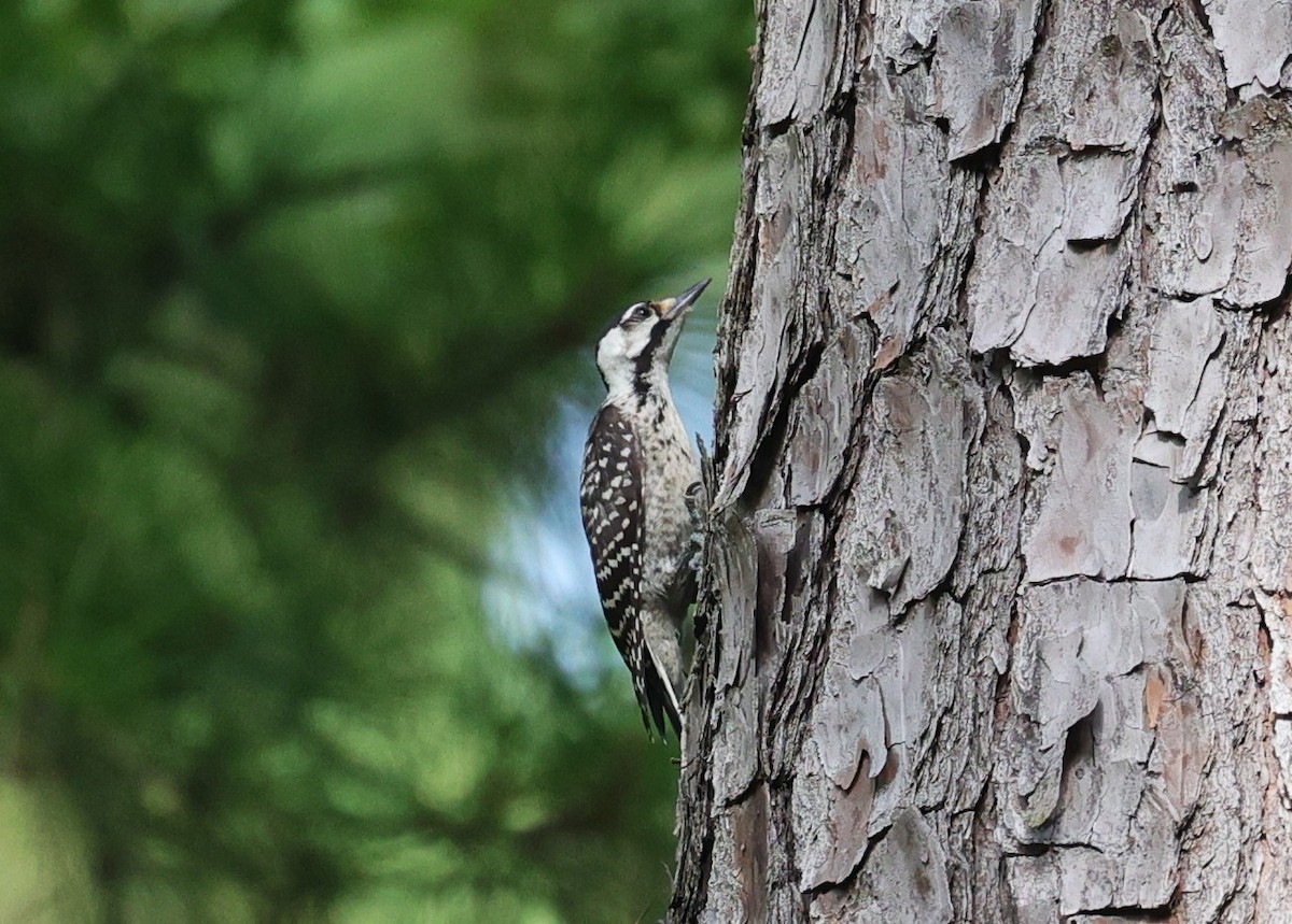 Red-cockaded Woodpecker - ML638346504