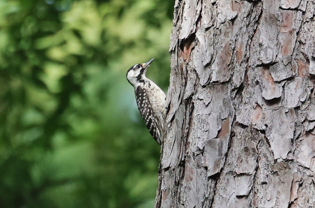 Red-cockaded Woodpecker - ML638346505