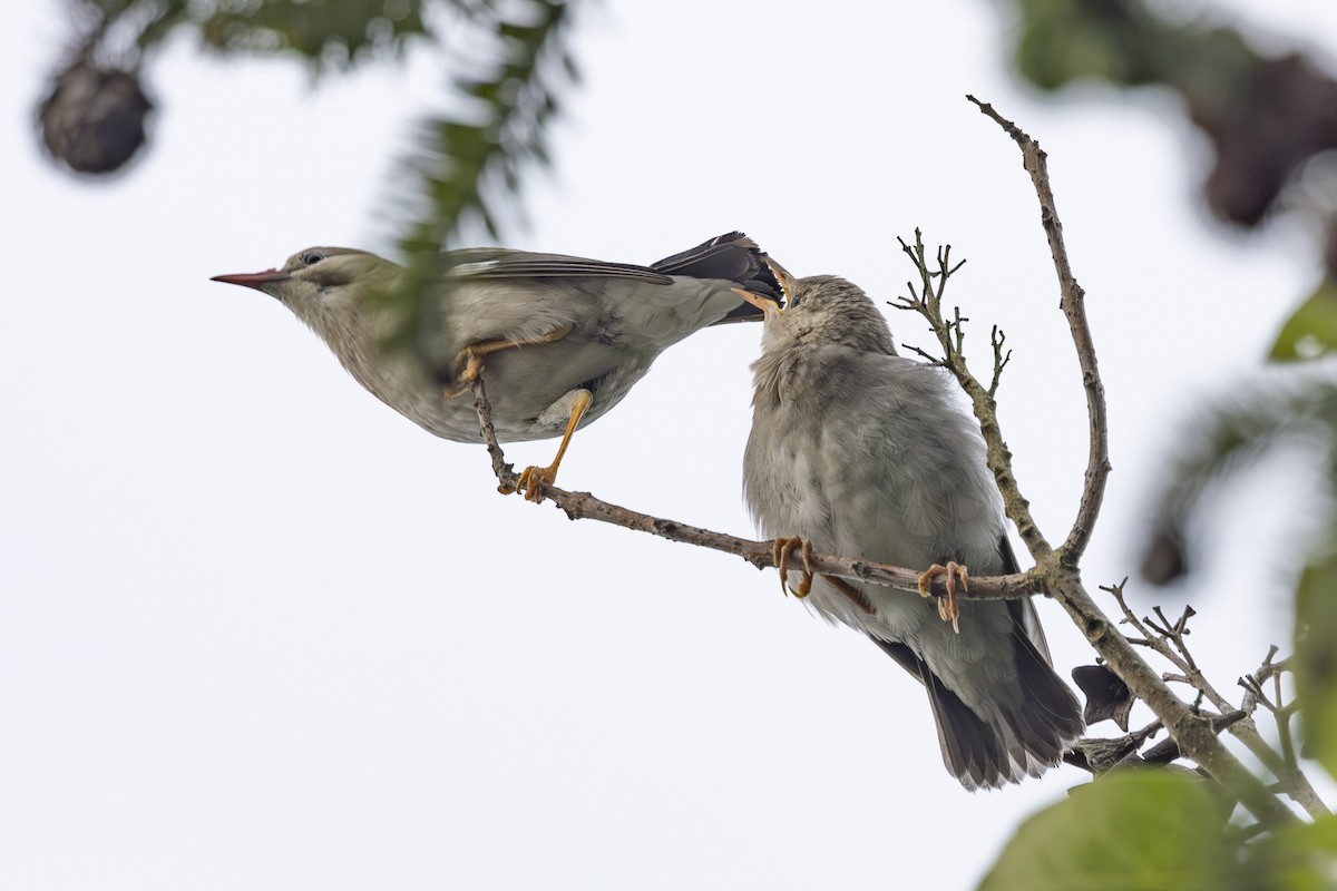 Red-billed Starling - ML638346506