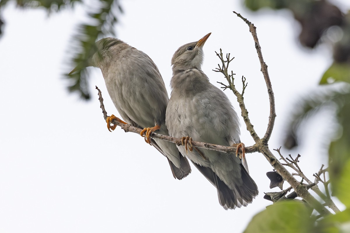 Red-billed Starling - ML638346510
