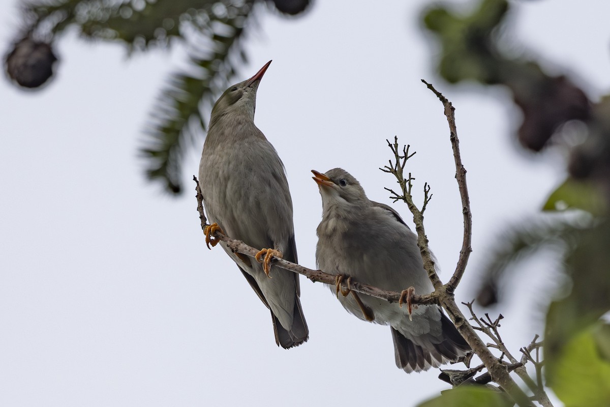 Red-billed Starling - ML638346511