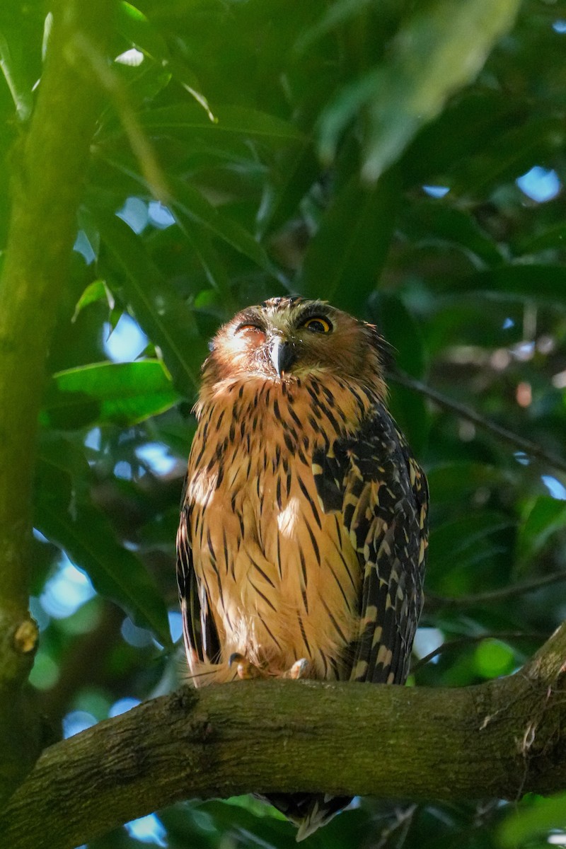 Grand-duc malais - ML638346512