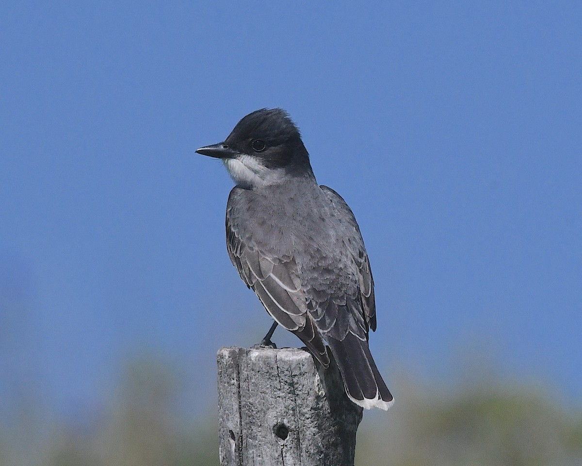 Eastern Kingbird - ML638346525
