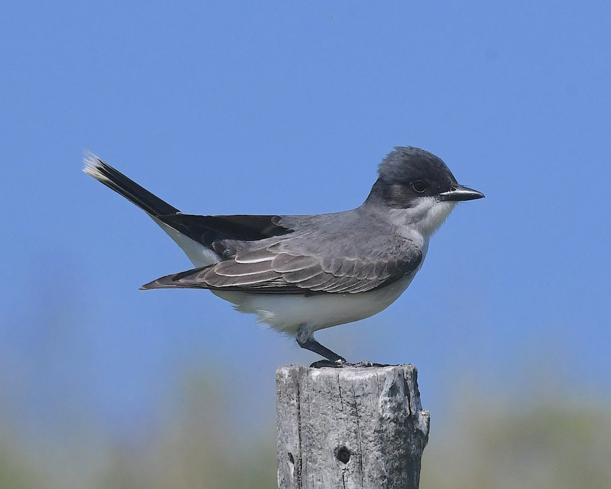 Eastern Kingbird - ML638346541