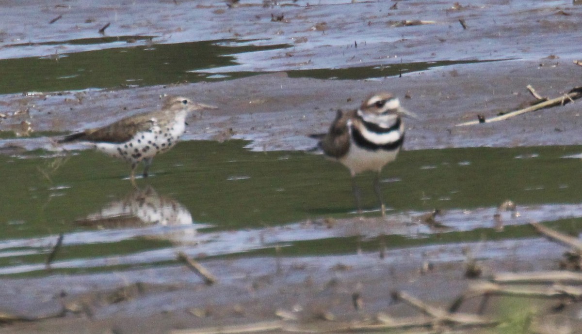 flekksnipe - ML638346548