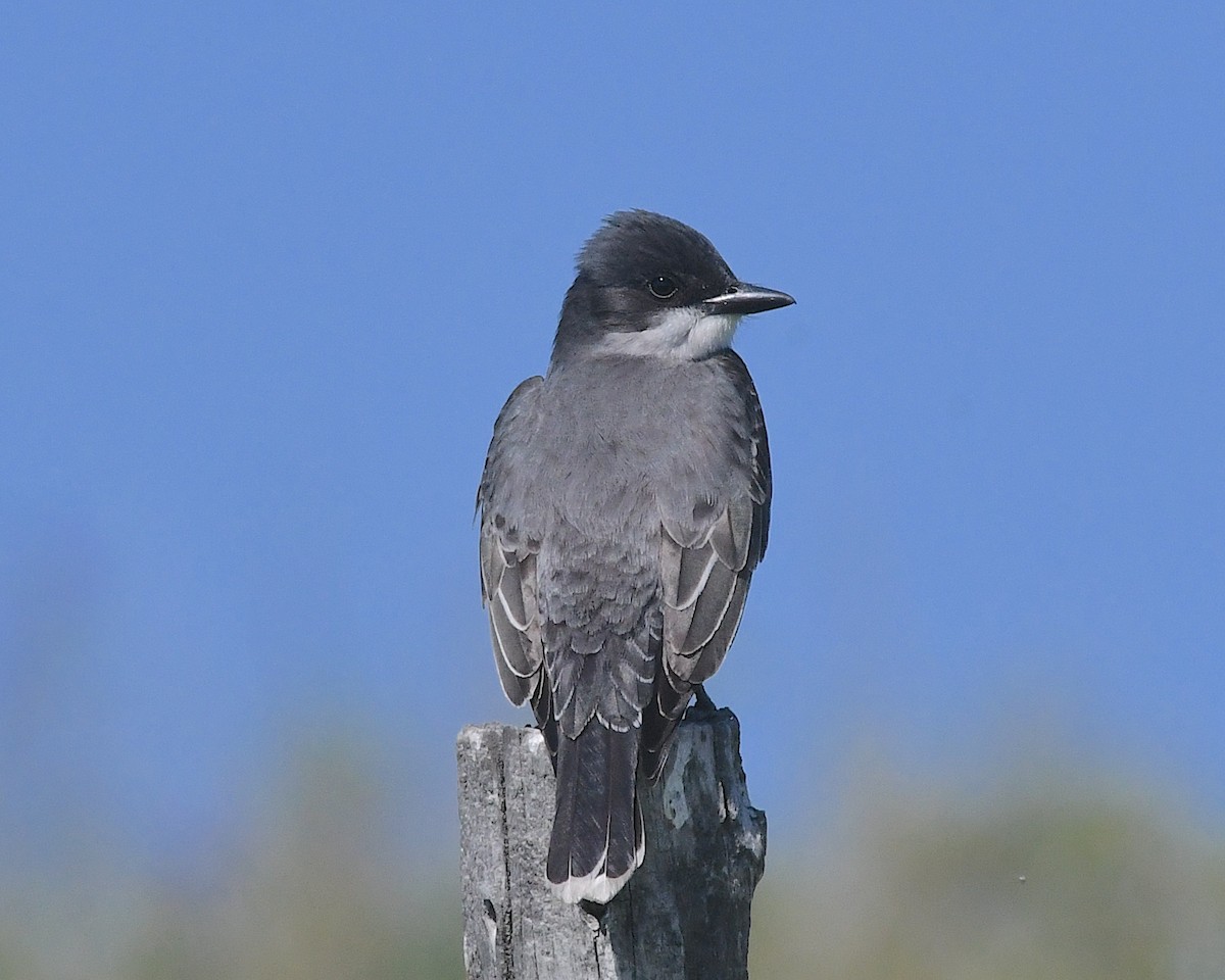 Eastern Kingbird - ML638346561