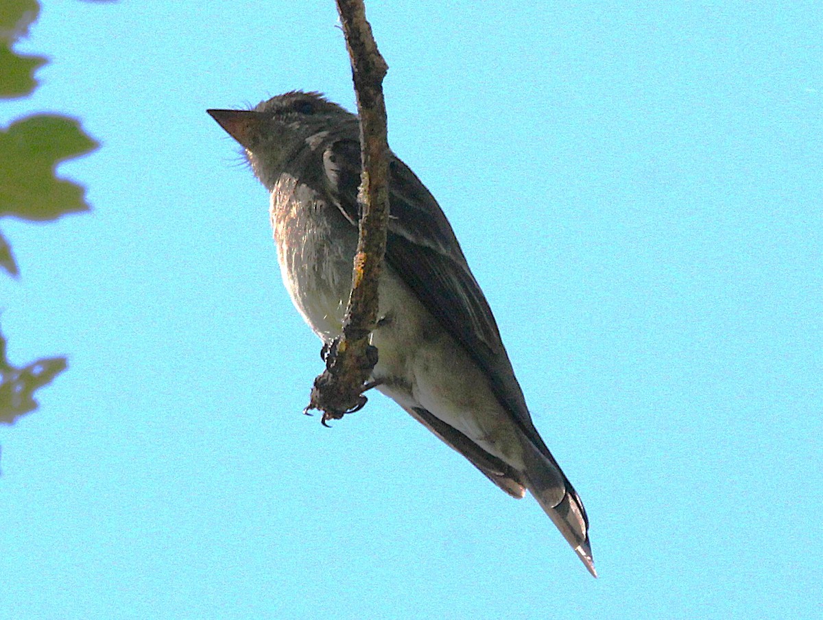 Western Wood-Pewee - ML638346565
