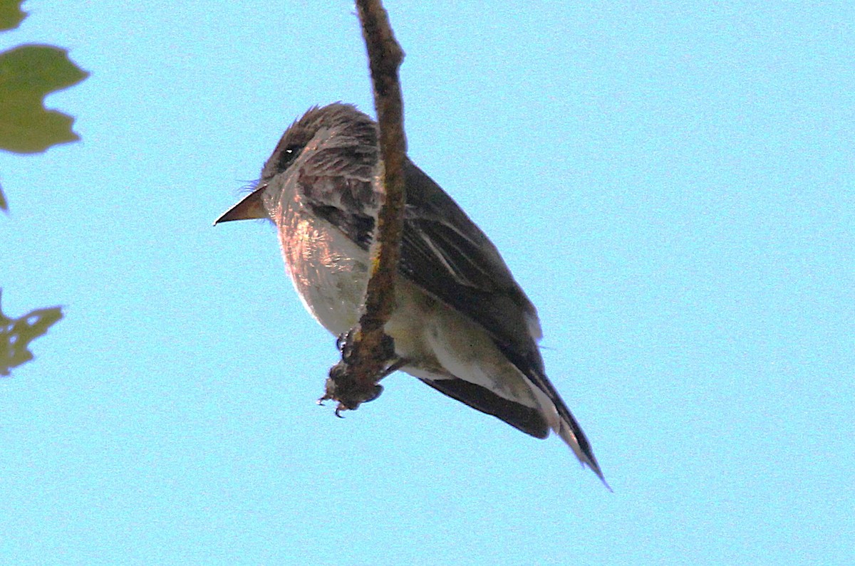 Western Wood-Pewee - ML638346566