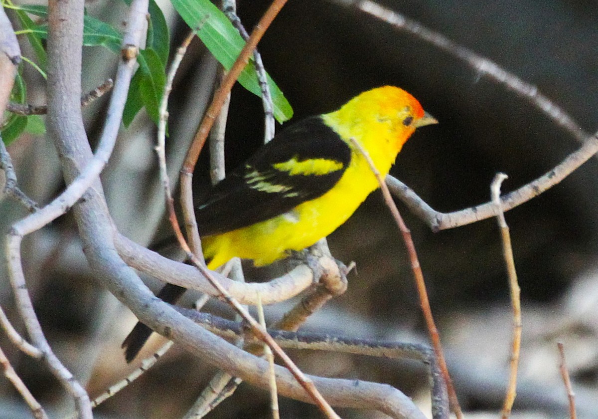 Western Tanager - ML638346571