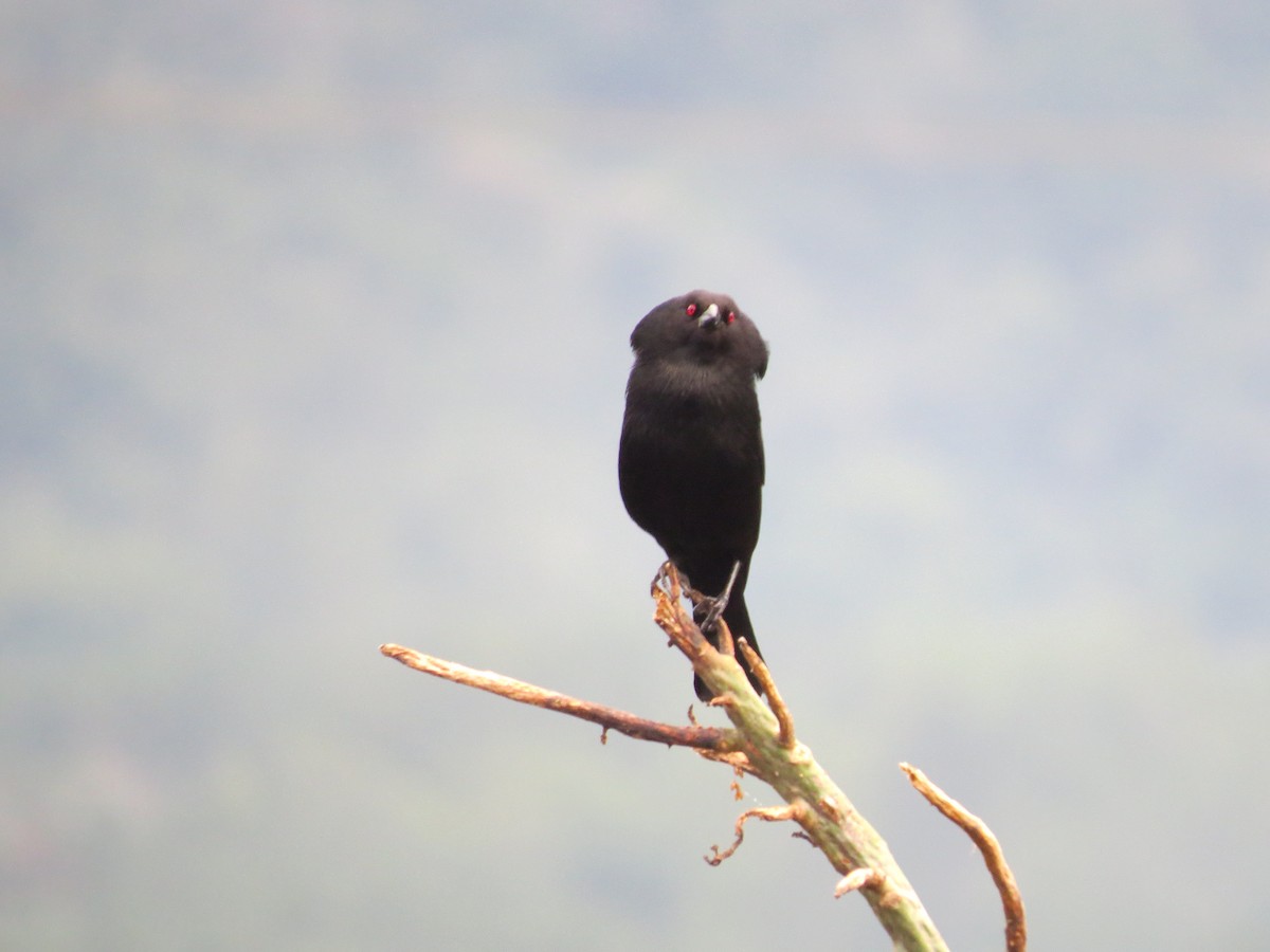 Bronzed Cowbird - ML638346573