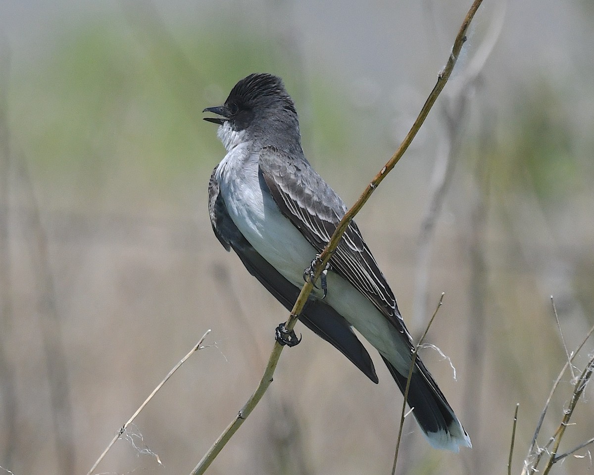 Eastern Kingbird - ML638346576