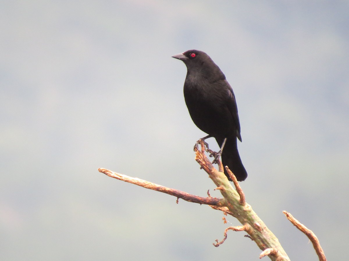 Bronzed Cowbird - ML638346578