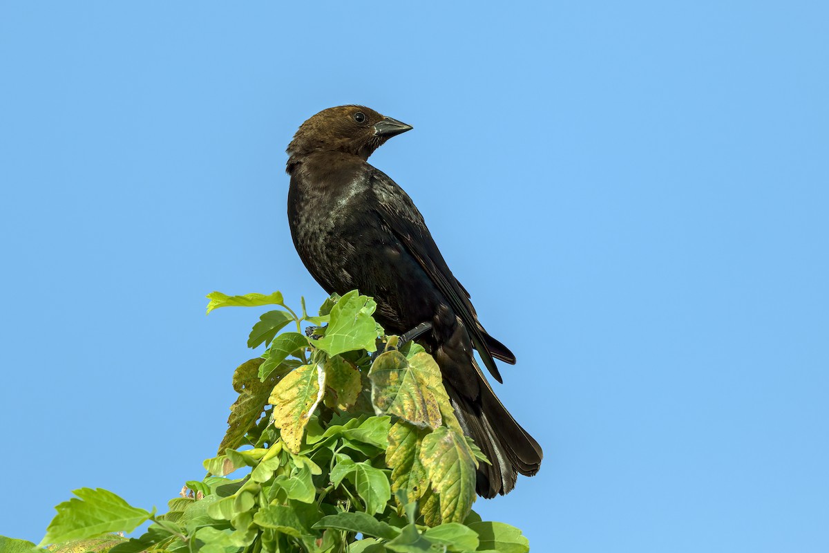 Brown-headed Cowbird - ML638346587