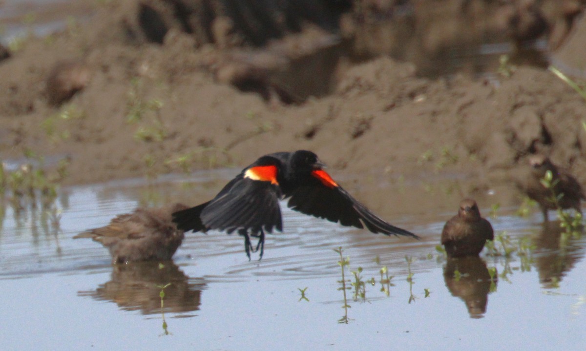 Red-winged Blackbird - ML638346589
