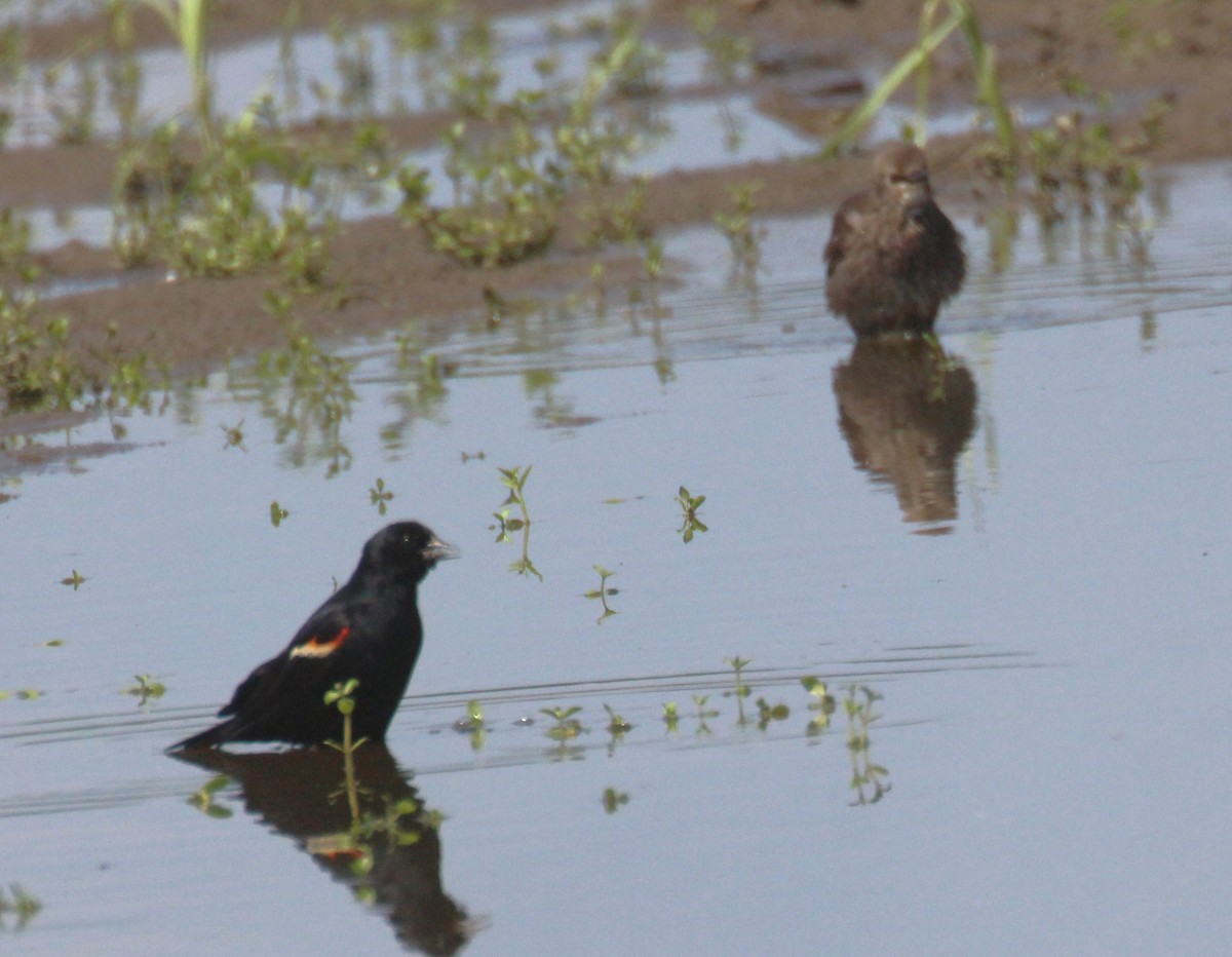 Red-winged Blackbird - ML638346590