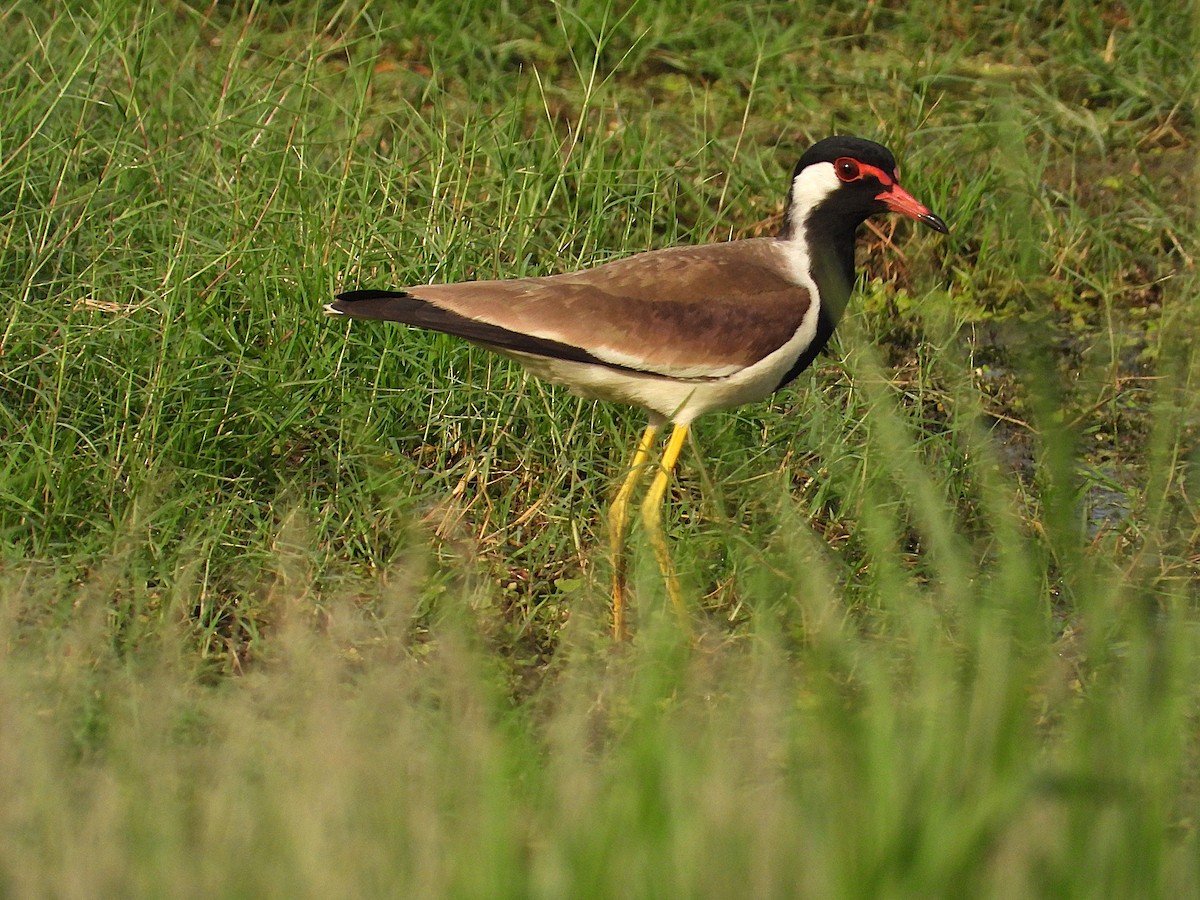 Red-wattled Lapwing - ML638346609