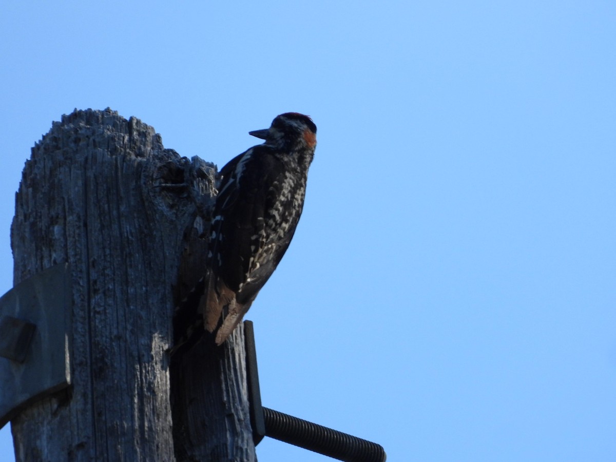 Red-naped Sapsucker - ML638346614