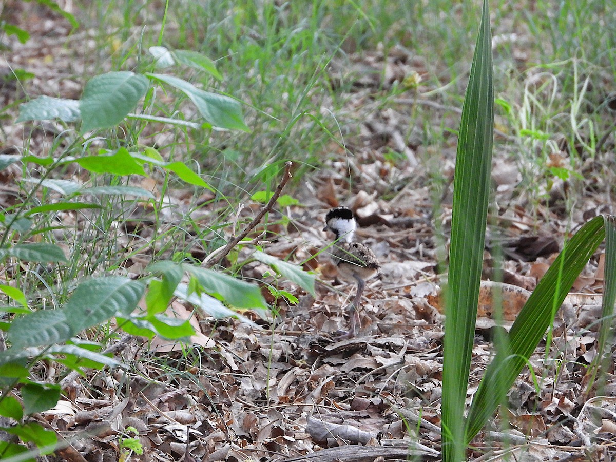 Red-wattled Lapwing - ML638346615