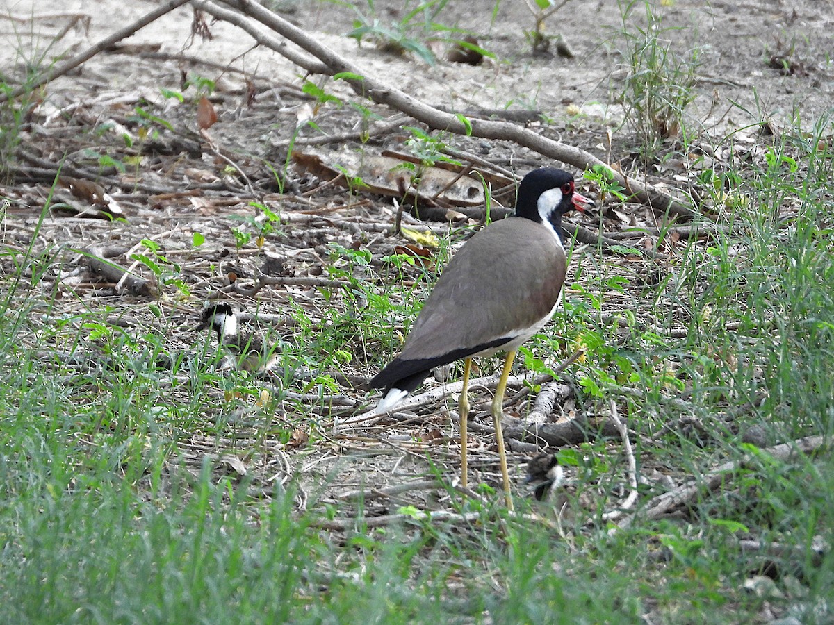 Red-wattled Lapwing - ML638346616