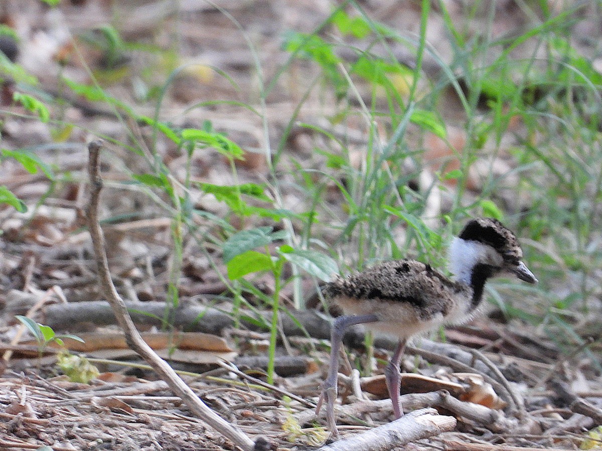Red-wattled Lapwing - ML638346617