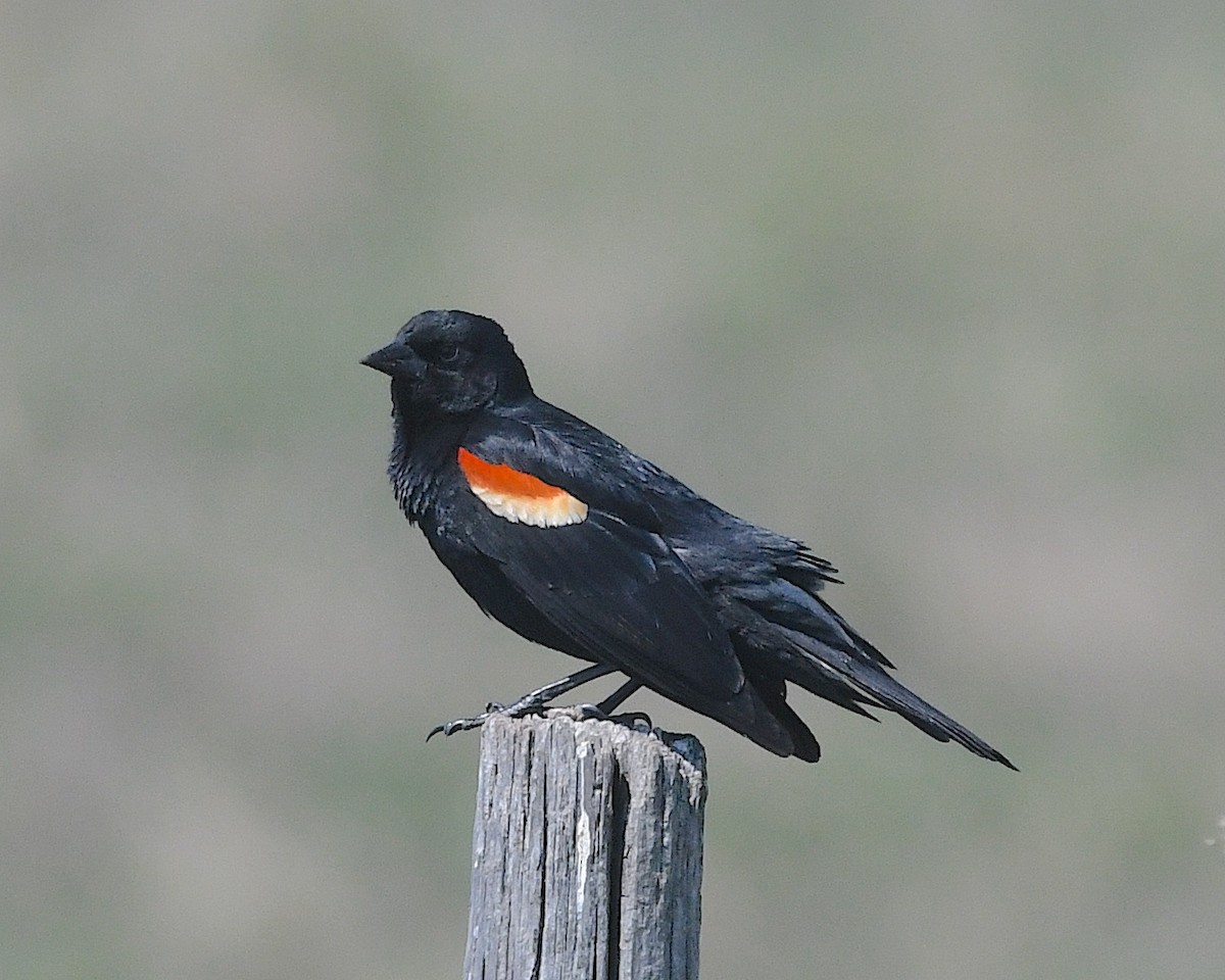 Red-winged Blackbird - ML638346619
