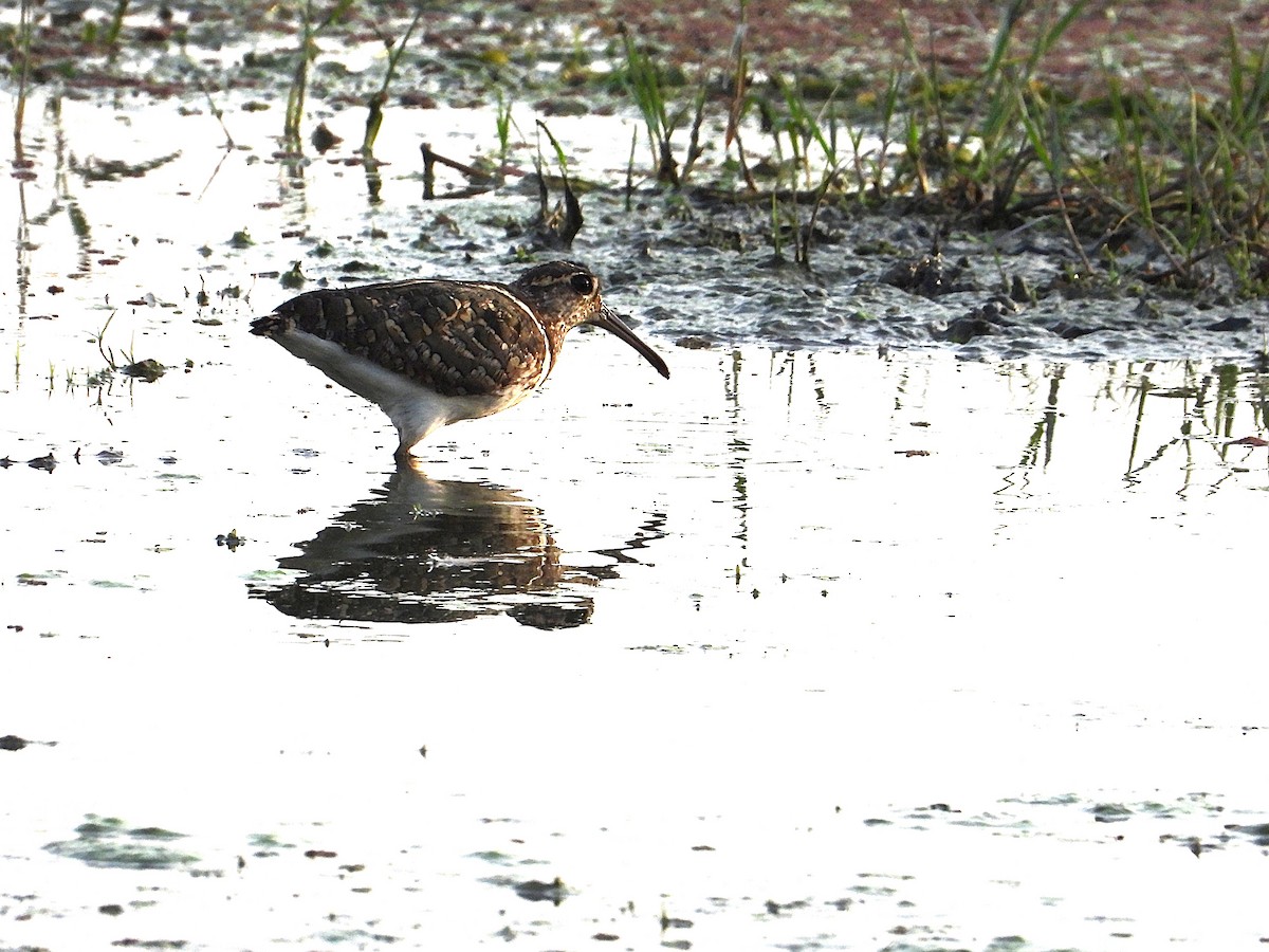 Greater Painted-Snipe - ML638346625